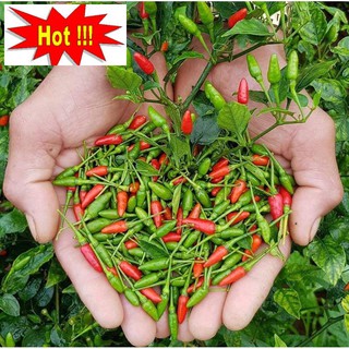 Hạt giống Ớt Xiêm (0.4g)