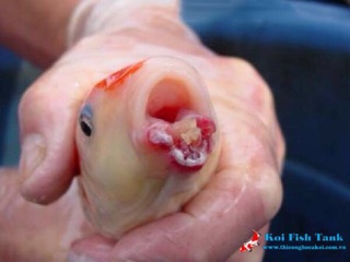 Duyệt khuẩn biokoi 200 gam