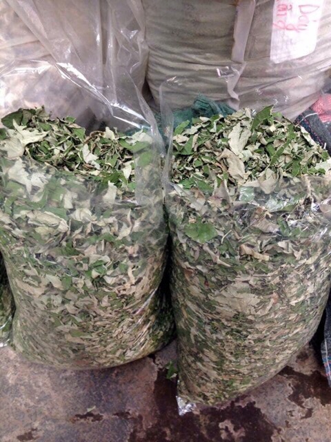 Bịch 1 kg lá sen khô to đùng giúp ngủ ngon an thần