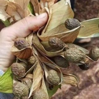 Sỉ toàn quốc giá rẻ 500g hạt đười ươi