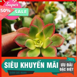 Sen đá 3 màu vĩ