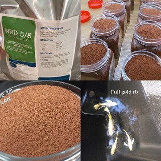 Cám cá guppy Full gold ribbon(2 cặp)