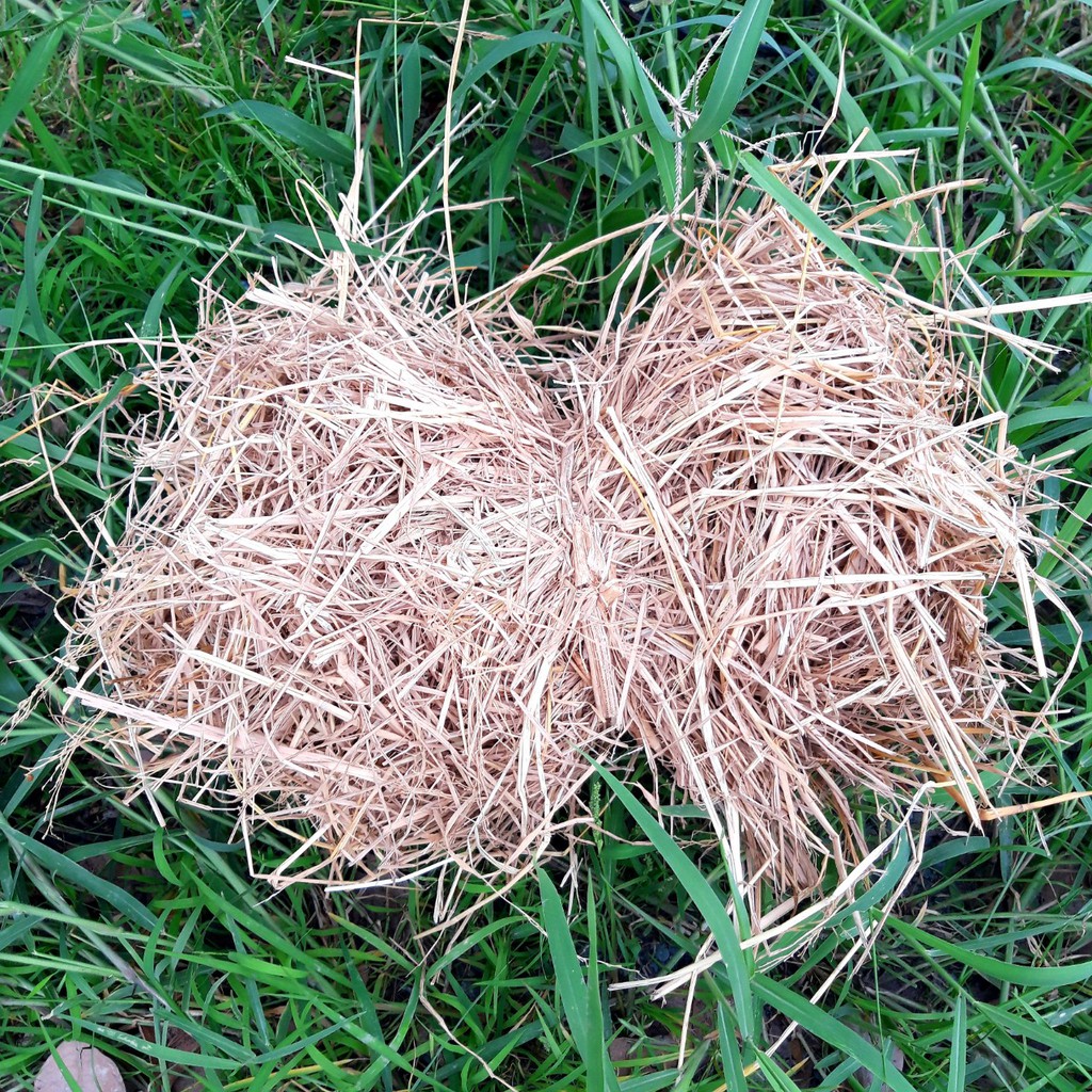 Bó nữa ký rơm khô làm đạo cụ hoặc trang trí | Xưởng gáo dừa Cocodecor
