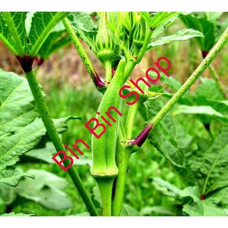 HẠT GIỐNG ĐẬU BĂP XANH (20GRAM)
