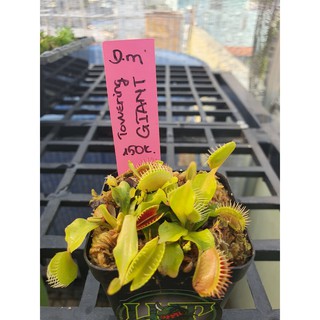 Venus flytrap D.m Towering Giant - Cây Bẫy Kẹp Tòa Tháp Khổng Lồ của Hắc Tê - Exotic Garden