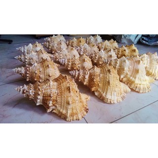 Vỏ tù và gai