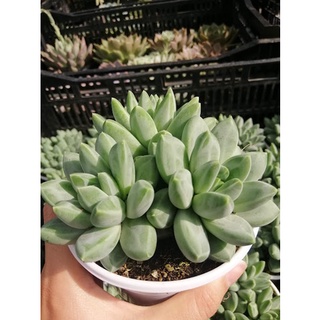 Chậu sen đá Kim Cương size trung, chậu 3 cây lớn, đẹp mang lại may mắn cho người trồng