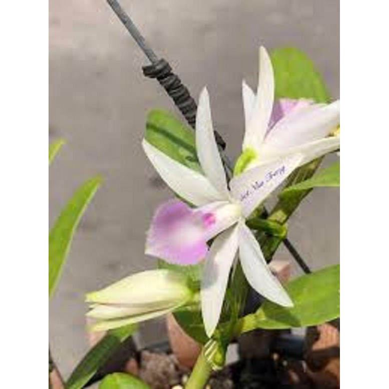 Cốc phi điệp 5 cánh trắng NHA TRANG (5ct)- hàng gieo hạt - hoa xổ số - hoa siêu đẹp
