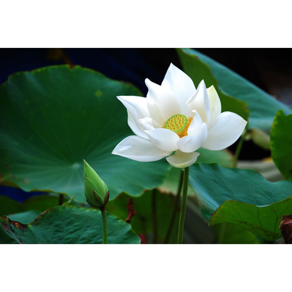Hạt giống sen trắng  dễ trồng hoa đẹp thuần khiết