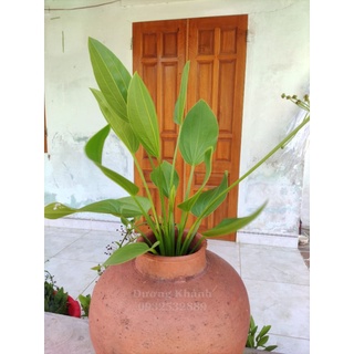 Bách Thủy Tiên cao 50cm ( Cây Lan Nước )
