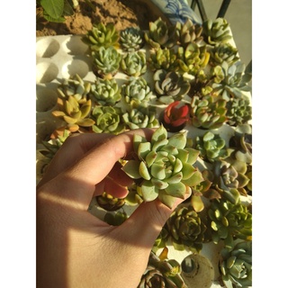 Sen đá vỉ size 4-5cm
