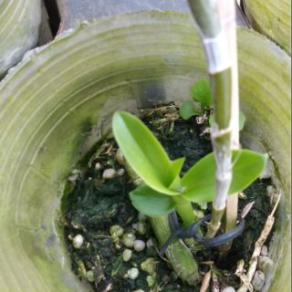 Hoa Lan Giả Hạc 5ct Họng Hồng