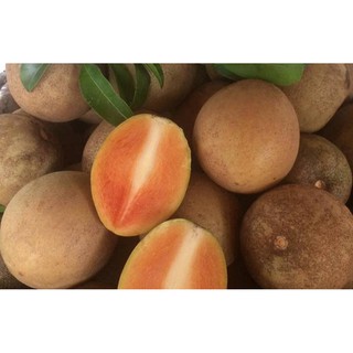 Cây Hồng Xiêm Xoài