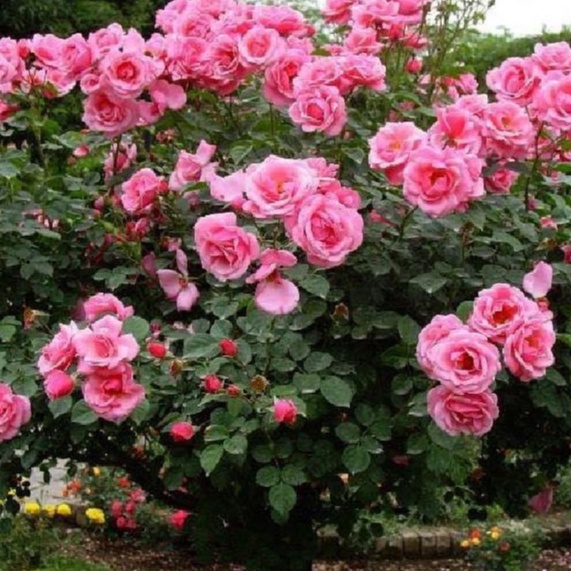 Hạt giống hoa hồng thân gỗ nhiều màu - gói 20 hạt-tặng kèm gói kích mầm--HGNN