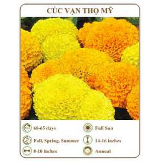 Hạt giống cúc vạn thọ mỹ - THE XANH