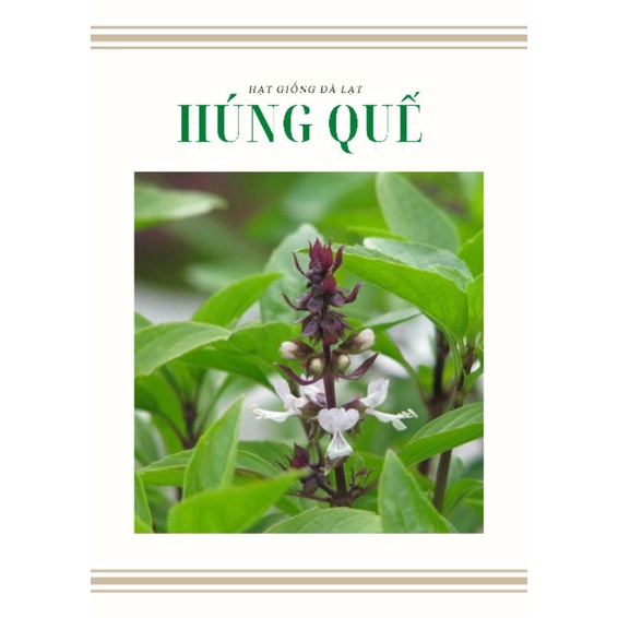 HÚNG QUẾ - LÁ TO THÂN TÍM - 2.5gr