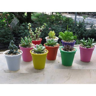 10 cái cốc nhỏ xinh để gieo hạt, trồng cây con, sen đá, xương rồng...