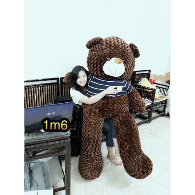Gấu Teddy 1m6