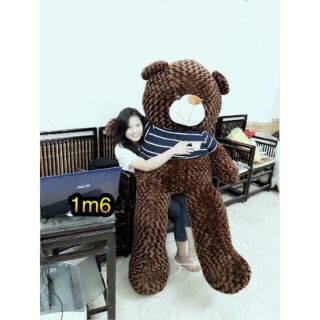 Gấu Teddy 1m6