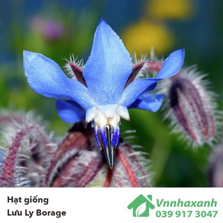 Hạt Giống Lưu Ly Borage - LÀM TRÀ, TINH DẦU (Borago officinalis)