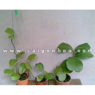 Cây Lan Cẩm Cù Lá Tim