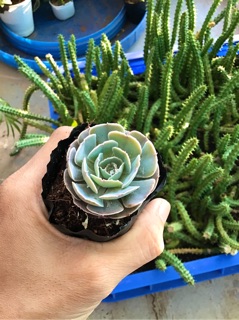 Sen bắp cải tròn ( cải tím )