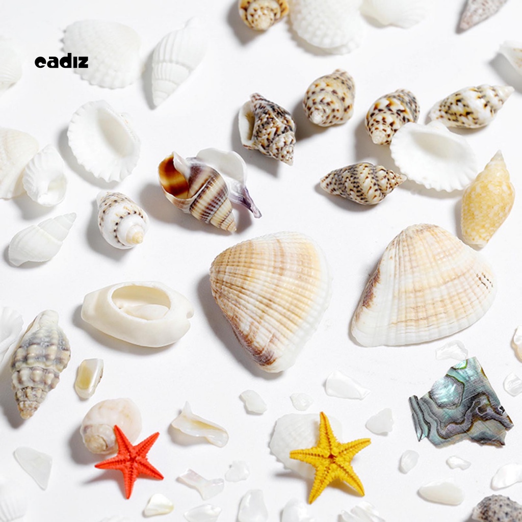 Phụ Kiện Trang Trí Móng Tay Hình Vỏ Sò Bằng Nhựa