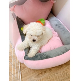 Ổ nệm cho chó mèo hình vương miện