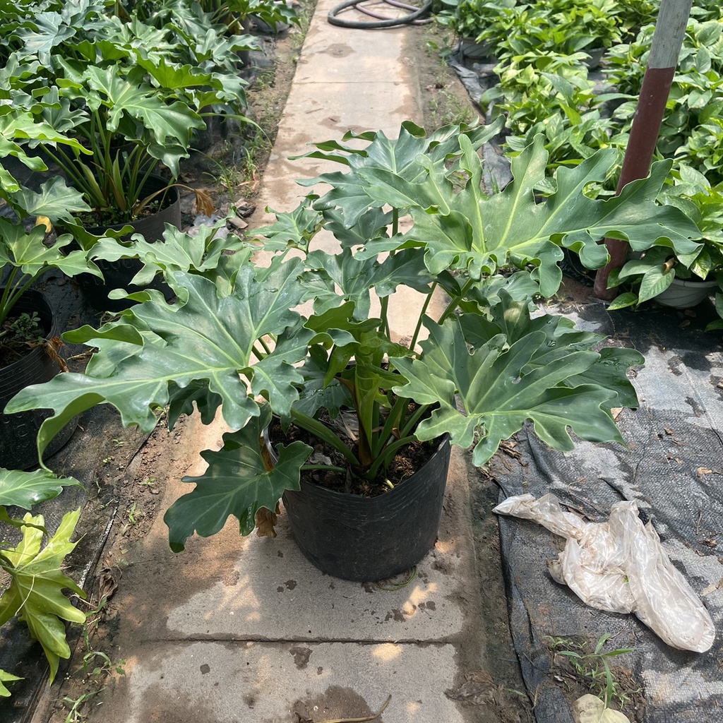 Cây trầu bà thanh xuân  chiều cao 40cm tán lá xum xuê hình răng cưa nhiều chồi non