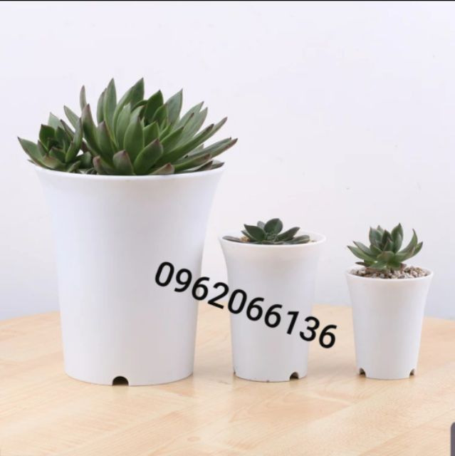 Chậu nhựa trồng cây nhiều size