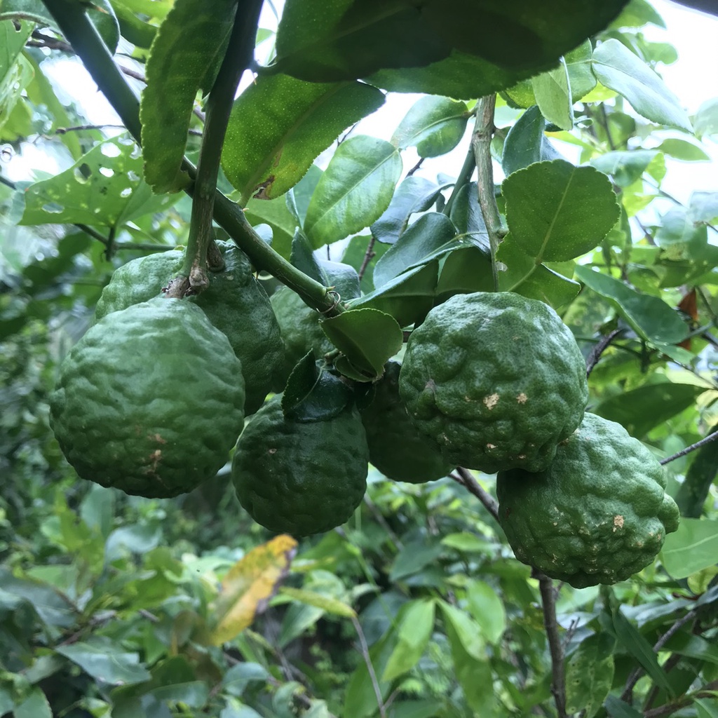 Lá Chúc   ở An Giang dùng nấu gà 50g