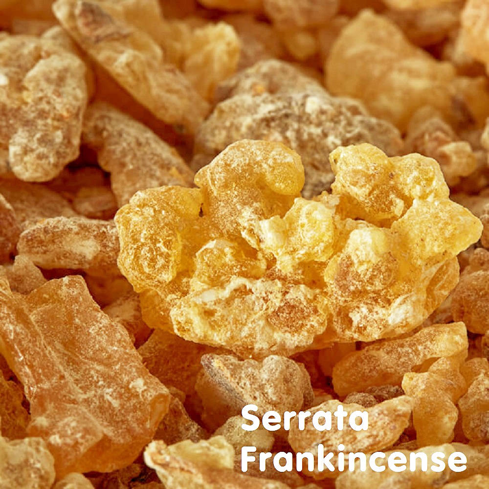 Tinh dầu nhũ hương Serrata Frankincense Essential Oil (Indian Olibanum)