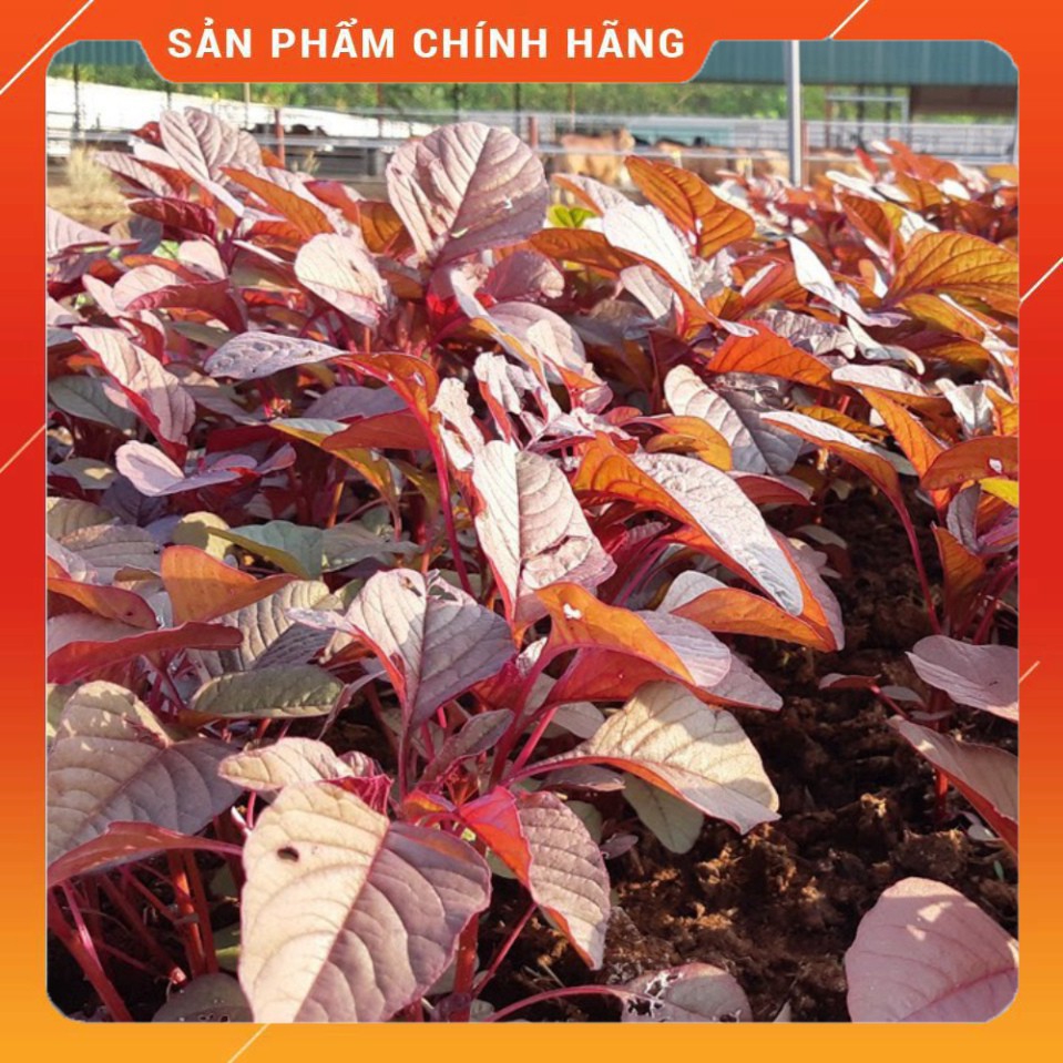 Hạt giống rau dền đỏ - 10gram