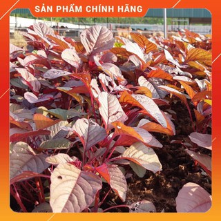 Hạt giống rau dền đỏ - 10gram