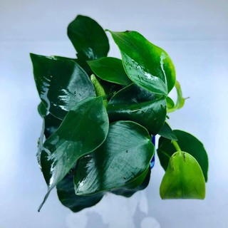 Ráy Hoa (Ráy Con) - Cây Thủy Sinh