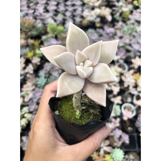 Sen đá đá bạc gốc thụ size 7-8cm hư 1 đổi 1