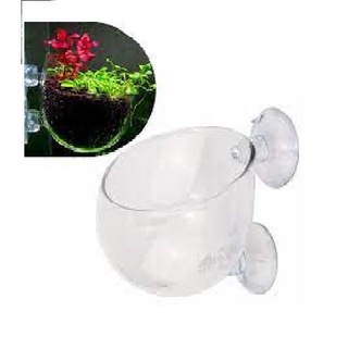 Cốc thủy tinh 7*6*5cm trồng cây thủy sinh trang trí cho bể cá