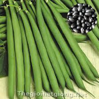 HẠT GIỐNG ĐẬU COVE LEO HẠT ĐEN CAO SẢN (NN.82) - 50G