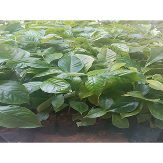 Cây Húng Vịt