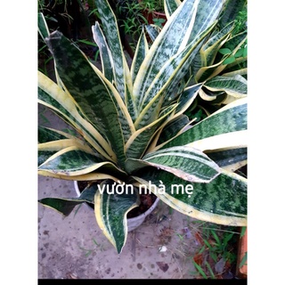 Lưỡi hổ thái viền vàng thân lùn (thanh lọc không khí)