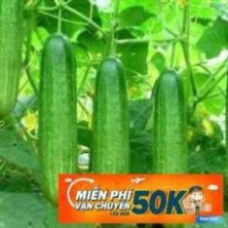 1g Hạt giống Dưa leo (tặng gói kích nẩy mầm và hướng dẫn) LuckyseadTG