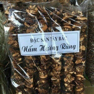 Nấm hương rừng Tây Bắc