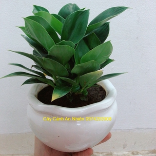 Chậu trầu bà đế vương xanh