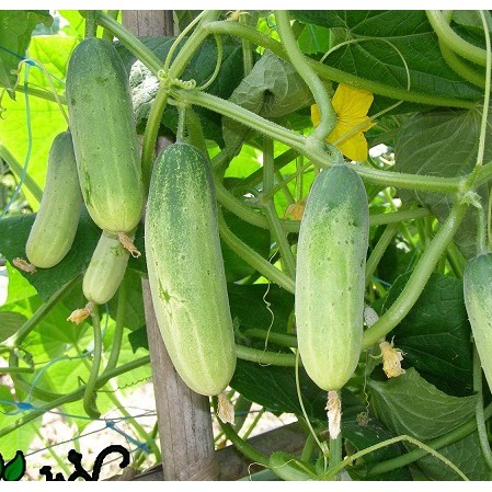 Hạt giống dưa chuột nếp  (chất lượng hạt, tặng kèm phân)