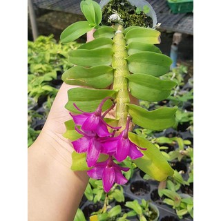 TRẦM TÍM  RỪNG GIỐNG
