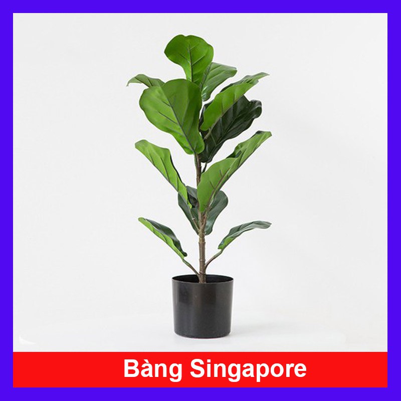 Cây Bàng Singapore + Tặng phân bón cho cây mau lớn