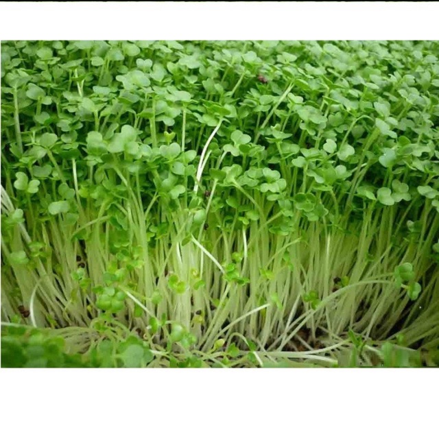 Hạt giống mầm cải xanh Đà Lạt- gói 50gram