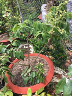 Cây nhãn Long siêu trái