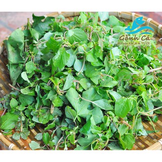 10g Hạt giống Rau dền cơm