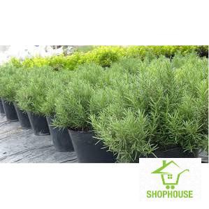 shophouse 100 hạt giống hương thảo đuổi muỗi  SHOP HOUSE  TẾT KHUYẾN MẠI